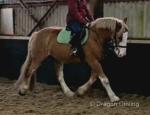 Joey, 15.2hh Riding Gelding 