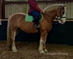 Joey, 15.2hh Riding Gelding 
