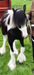 Yearling Colt