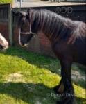 Yearling Filly