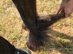 Yearling Filly