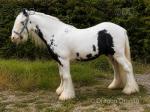 Lovely smart ride & drive smart pony, 12.2hh, 8 year old traditional piebald gelding. Lovely smart ride & drive smart pony, 12.2hh, 8 year old traditional piebald gelding.