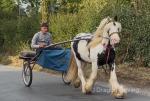 12.2hh Ride and Drive Gleding 
