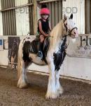 12.2hh Ride and Drive Gleding 