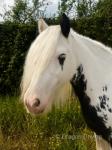 12.2hh Ride and Drive Gleding 