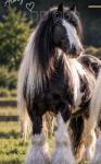 10-14.2hh Broodmares 
