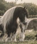 10-14.2hh Broodmares 
