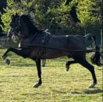Here I have my beautiful hackney stallion who is very calm, he is currently outside in the field with another one of my geldings and gets along perfectly. Here I have my beautiful hackney stallion who is very calm, he is currently outside in the field with another one of my geldings and gets along perfectly.