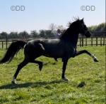15.1hh Ride and Drive Stallion