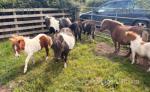Shetland Ponies 