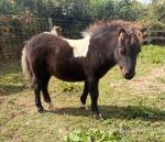 Shetland Ponies 