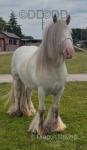 Hermits Mystic Cowboy, 13.1hh Stallion