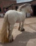 Hermits Mystic Cowboy, 13.1hh Stallion