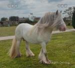 Hermits Mystic Cowboy, 13.1hh Stallion