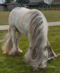 Hermits Mystic Cowboy, 13.1hh Stallion