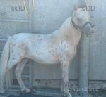 Yearling Colt