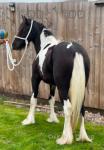 Filly