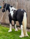 Filly