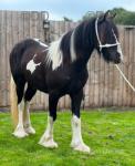 Filly