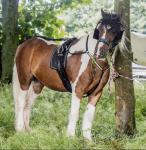 12hh Ride and Drive Gelding 