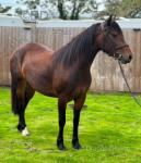 Filly