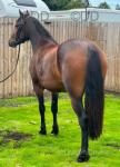 Filly