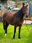 Filly