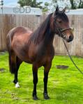 Filly