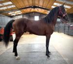 Charm, 15hh PBA Stallion