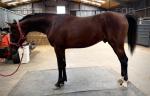 Charm, 15hh PBA Stallion