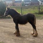 Colt Foal