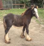 Colt Foal