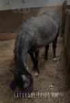 Brihanna, Filly 