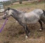 Brihanna, Filly 