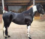 Filly