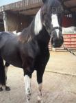 Filly