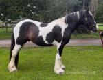 Mickey, Ride and Drive Gelding