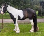 Mickey, Ride and Drive Gelding