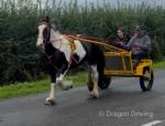 Mickey, Ride and Drive Gelding