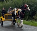 Mickey, Ride and Drive Gelding