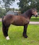 Rowan, Driving Filly