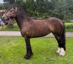Rowan, Driving Filly