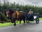 Rowan, Driving Filly