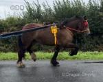 Rowan, Driving Filly