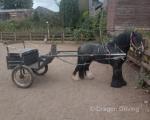 11hh Gelding