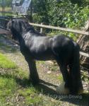 11hh Gelding