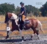 14.3hh Ride and Drive Mare
