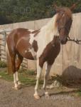 14.3hh Ride and Drive Mare
