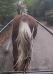 14.3hh Ride and Drive Mare