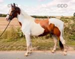 3 Year Old Geldings
